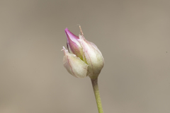 Allium junceum junceum