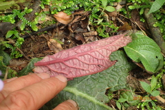 Streptocarpus polyanthus