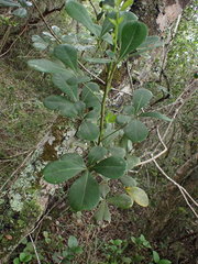 Cussonia thyrsiflora