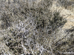 Coleogyne ramosissima