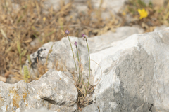 Allium junceum junceum