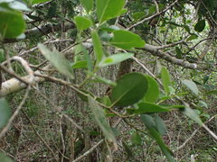 Cussonia thyrsiflora