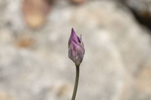 Image of Allium junceum by (c) Eleftherios Katsillis, some rights reserved (CC BY)
