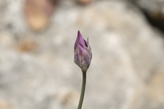 Allium junceum junceum