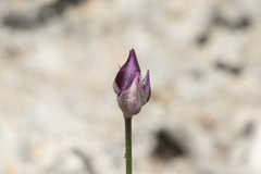 Allium junceum junceum