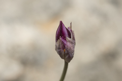 Allium junceum junceum