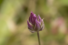 Allium junceum junceum