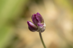 Allium junceum junceum