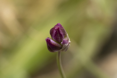 Allium junceum junceum