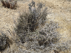 Coleogyne ramosissima