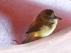 Attila spadiceus