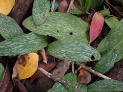 Habenaria arenaria