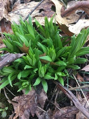 Lithospermum latifolium
