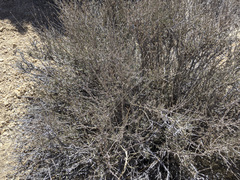 Coleogyne ramosissima