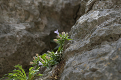 Campanula hagielia