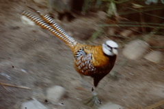 Syrmaticus reevesii