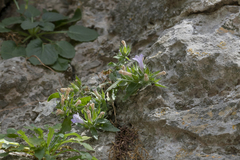Campanula hagielia
