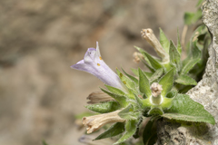 Campanula hagielia