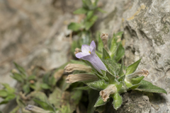 Campanula hagielia