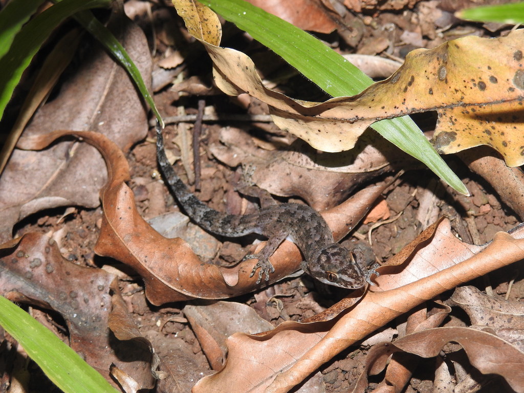 Semiadi's Bent-Toed Gecko
