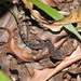Cyrtodactylus semiadii - Photo (c) Huda Wiradarma,  זכויות יוצרים חלקיות (CC BY-NC), הועלה על ידי Huda Wiradarma