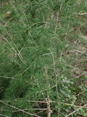 Asparagus macowanii