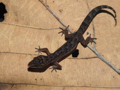 Cyrtodactylus semiadii