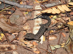 Cyrtodactylus semiadii
