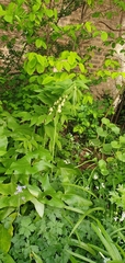 Polygonatum × hybridum