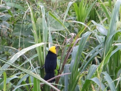 Chrysomus icterocephalus