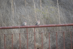 Streptopelia senegalensis