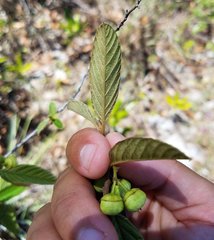 Colubrina cubensis floridana