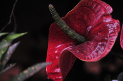 Anthurium andraeanum