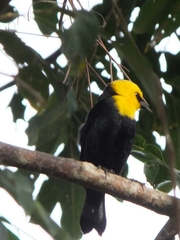 Chrysomus icterocephalus