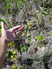 Colubrina cubensis floridana
