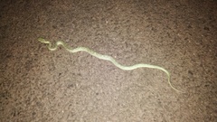 Craspedocephalus gramineus