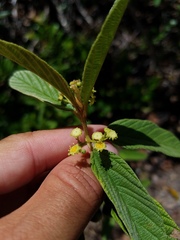 Colubrina cubensis floridana