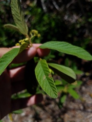 Colubrina cubensis floridana