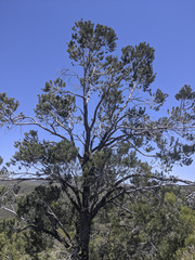 Pinus quadrifolia