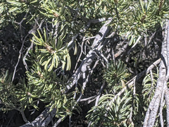 Pinus quadrifolia
