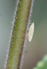 Nirvana placida