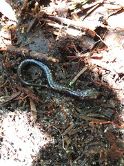 Plethodon welleri