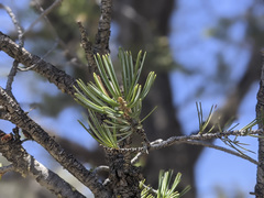 Pinus quadrifolia
