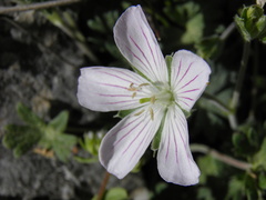 Geranium subacutum