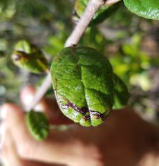 Leucoptera guettardella