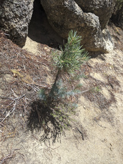 Pinus quadrifolia