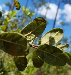 Leucoptera guettardella