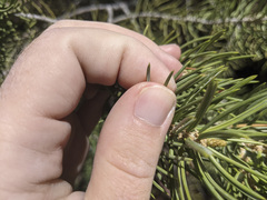 Pinus juarezensis × monophylla