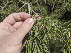 Pinus juarezensis × monophylla