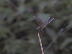 Brachymesia